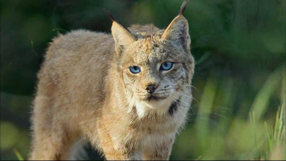 Blue Buffalo Wilderness TV Commercial, 'Wild Cat' iSpot.tv