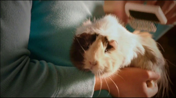 guinea pig tunnels petsmart