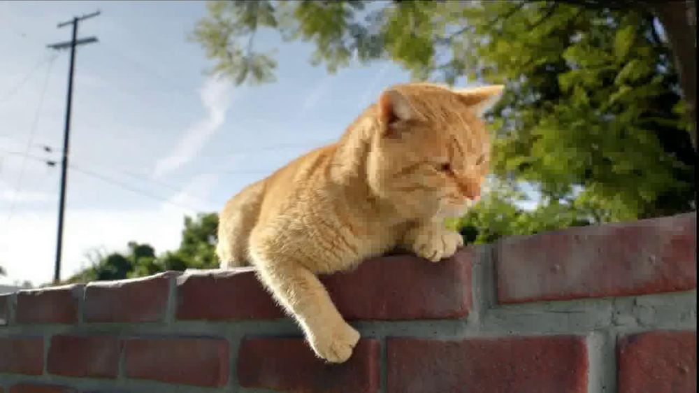 Iams Cat Food Commercial Iams Cat Food Commercial