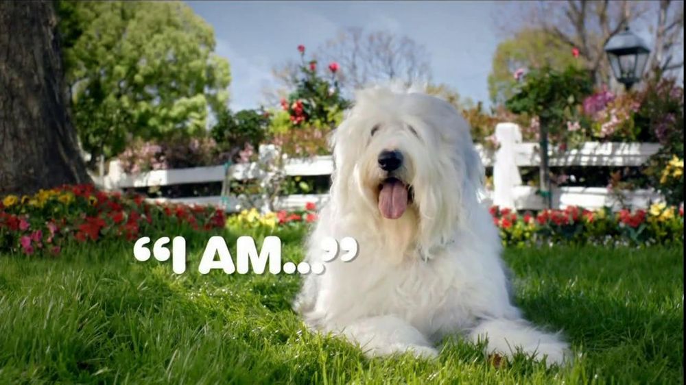 Iams TV Commercial, 'Animal Protein To Eat Like Dogs' iSpot.tv
