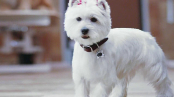 Petsmart Grooming Prices Small Dog Petsmart Grooming Prices Small Dog