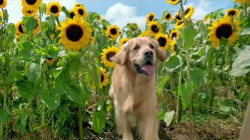 nutro natural choice wholesome essentials tv commercial a the nutro company