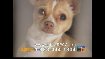 Aspca Tv Commercial For Abused Pets Ispot Tv