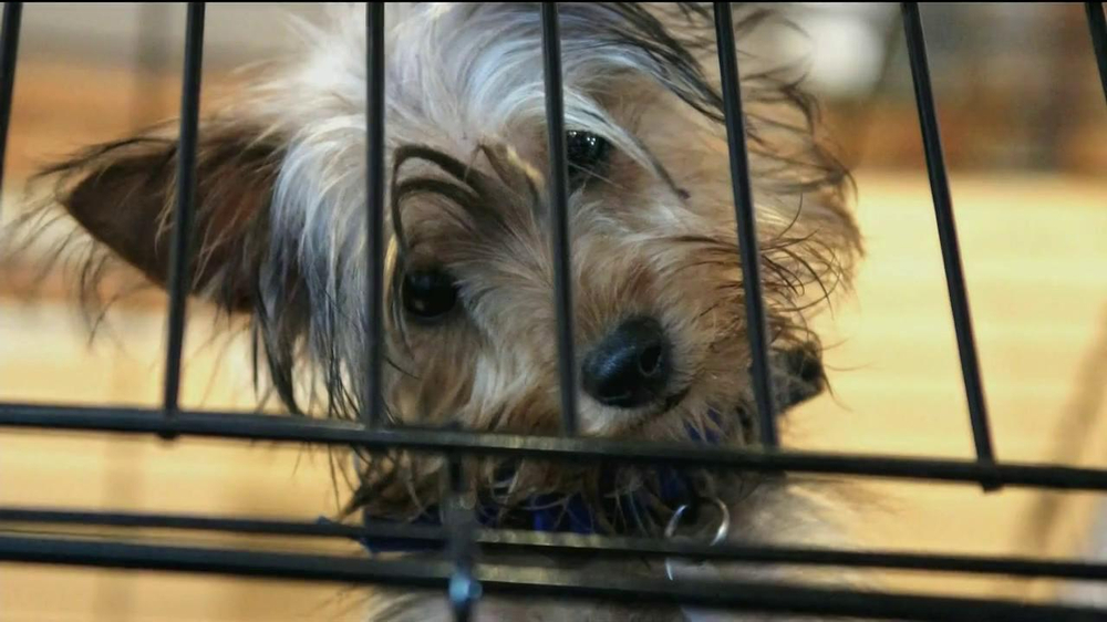 ASPCA TV Commercial, 'Crying Puppies' iSpot.tv