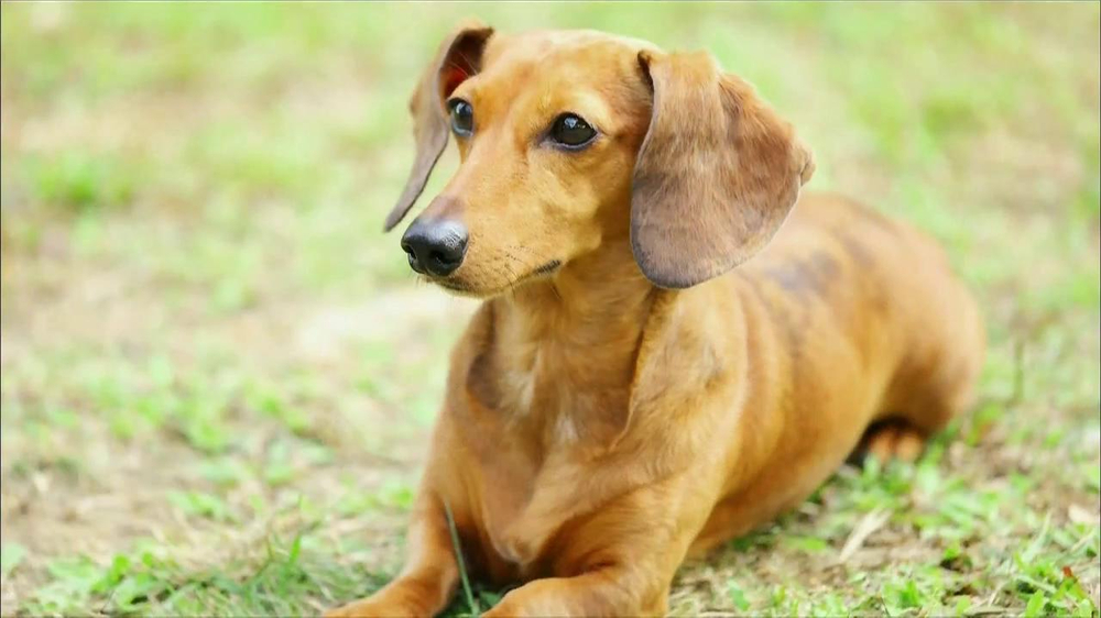 Freshpet TV Commercial, 'Fresh Foods Only' iSpot.tv