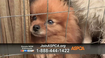aspca dog shelter