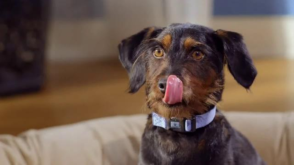 Purina Beggin' Strips TV Commercial, 'Mine' iSpot.tv