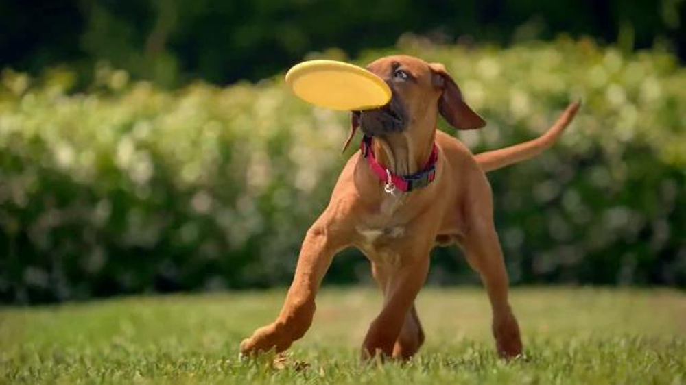 Purina One Commercial Dog Breed Purina One Commercial Dog Breed