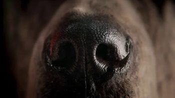 petco orijen dog food