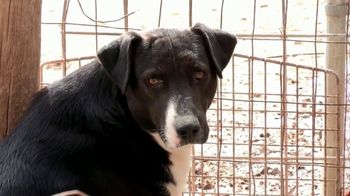 Aspca Tv Commercial New Donors Urgently Needed Song By Susan Boyle Ispot Tv