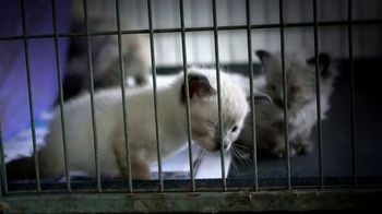 Aspca Tv Commercial Look Into Their Eyes Ispot Tv