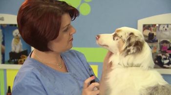 plaque attack for dogs