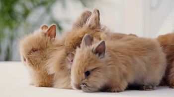 casper mattress kitten