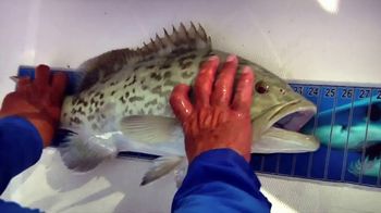 king sailfish mounts tv