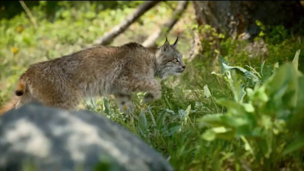 Blue Wilderness Cat Food Commercial Blue Wilderness Cat Food Commercial
